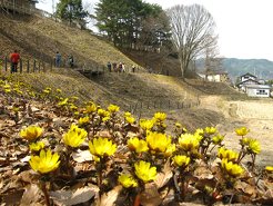 福寿草群生地の写真