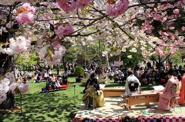 松本歯科大学の桜 花火 季節 祭 伝統行事 塩尻市 イベント情報 ずくラボ