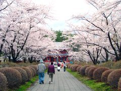 蓼科聖光寺の桜 花見 自然 季節 茅野市 イベント情報 ずくラボ
